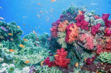 image: Fascinante Barrière de corail