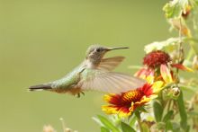 image: Prodigieux colibris