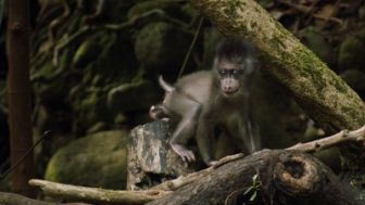 image: Afrique - Les trésors cachés de la nature