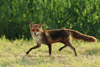 image: Alles für die Füchse - Ein Wildtier, geliebt und gejagt