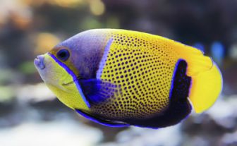 image: Aquariums, la face cachée d'un commerce