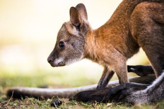 image: Australie : urgences faune sauvage