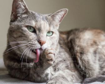 image: Chien et chat sans collier