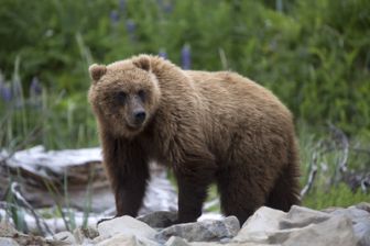 image: Dans la peau d'un grizzly