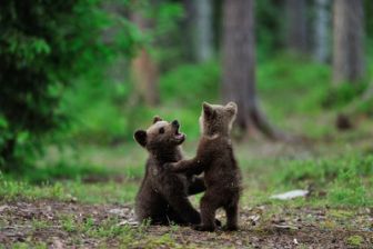 image: Dans la peau d'un grizzly