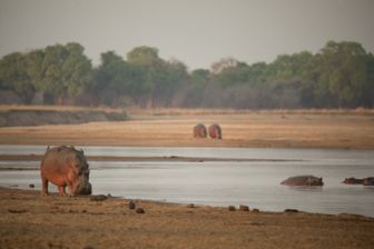 image: Der Sturm - Tiere bei Blitz und Donner