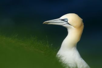 image: Écosse, la quête du sauvage