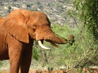 image: L'hôpital des éléphants