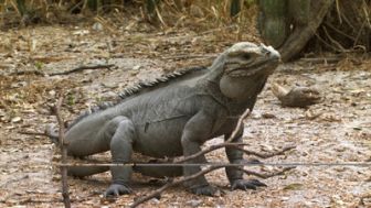 image: L'iguane marin des Galápagos, une mystérieuse disparition