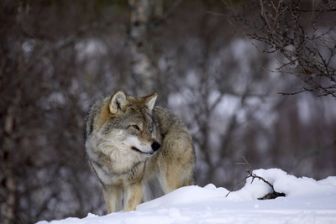 image: La demeure sauvage du Père Noël