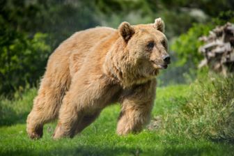 image: La forêt pluviale du grand ours