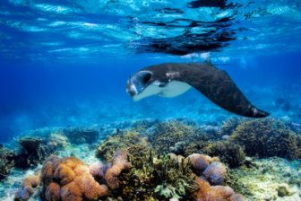 image: La Grande Barrière de corail : un trésor vivant