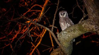 image: La vie nocturne des animaux