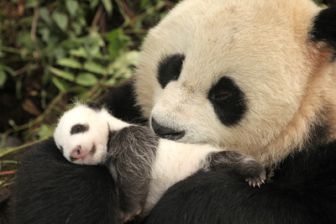 image: La vie secrète des pandas sauvages