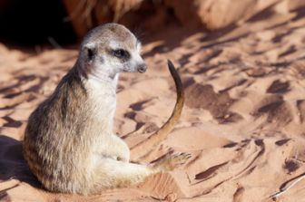 image: Le gang des suricates