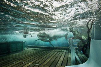 image: Les hommes-requins