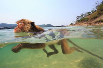 image: Les singes qui voulaient voir la mer