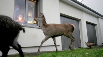 image: Quand l'homme n'est pas là... les animaux dansent !