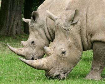 image: Rhinocéros : l'art d'élever sa famille