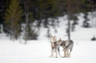 image: Une année parmi les loups